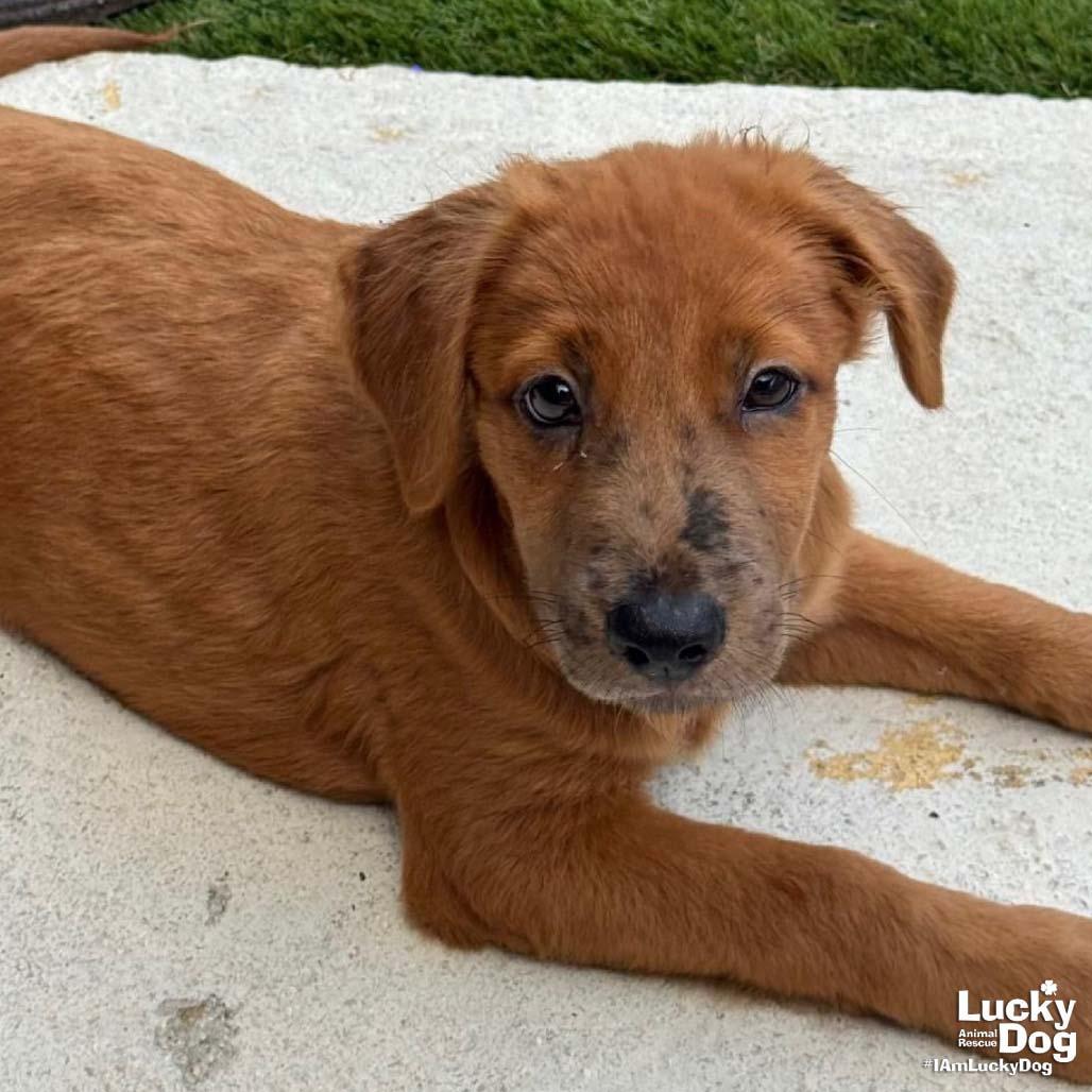 Lil Frenchie photo 1