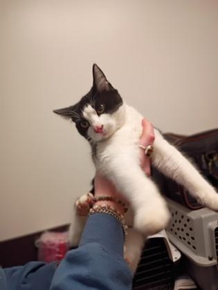 An adult large-sized female Domestic Short Hair cat named Panda for adoption in Atlanta, GA