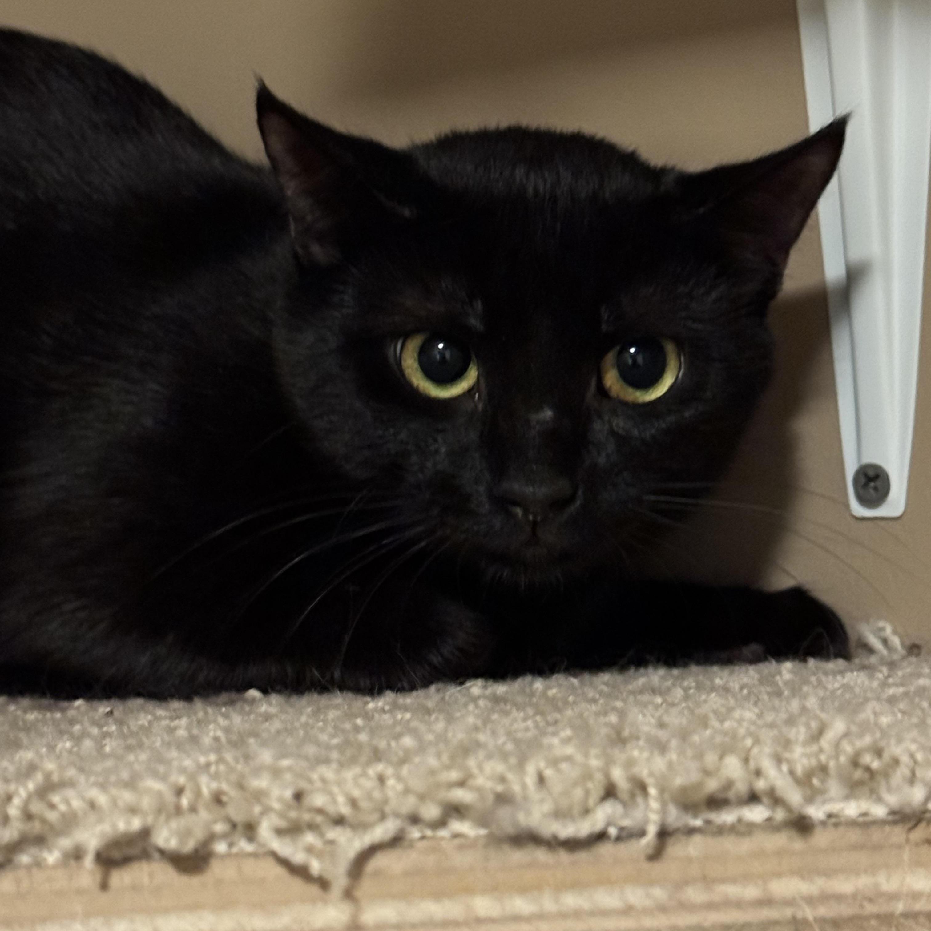 Pixie A Loving photo 1