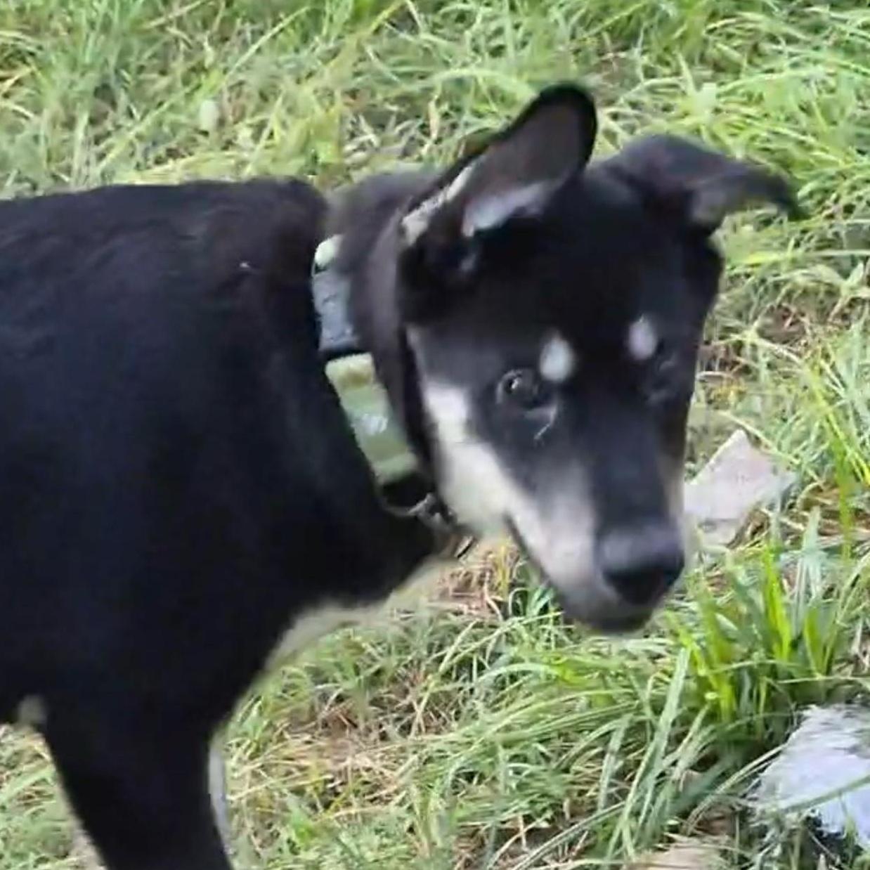 A young medium-sized male Bicolor German Shepherd Dog dog named Scout for adoption in Houston, TX