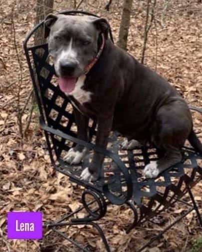 An adult large-sized female Gray / Blue / Silver American Staffordshire Terrier dog named Lena for adoption in Stockbridge, GA