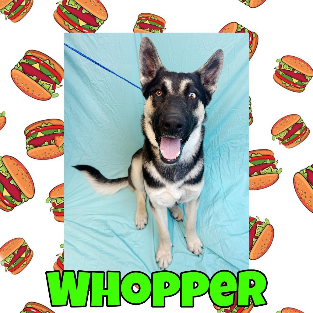 Whopper