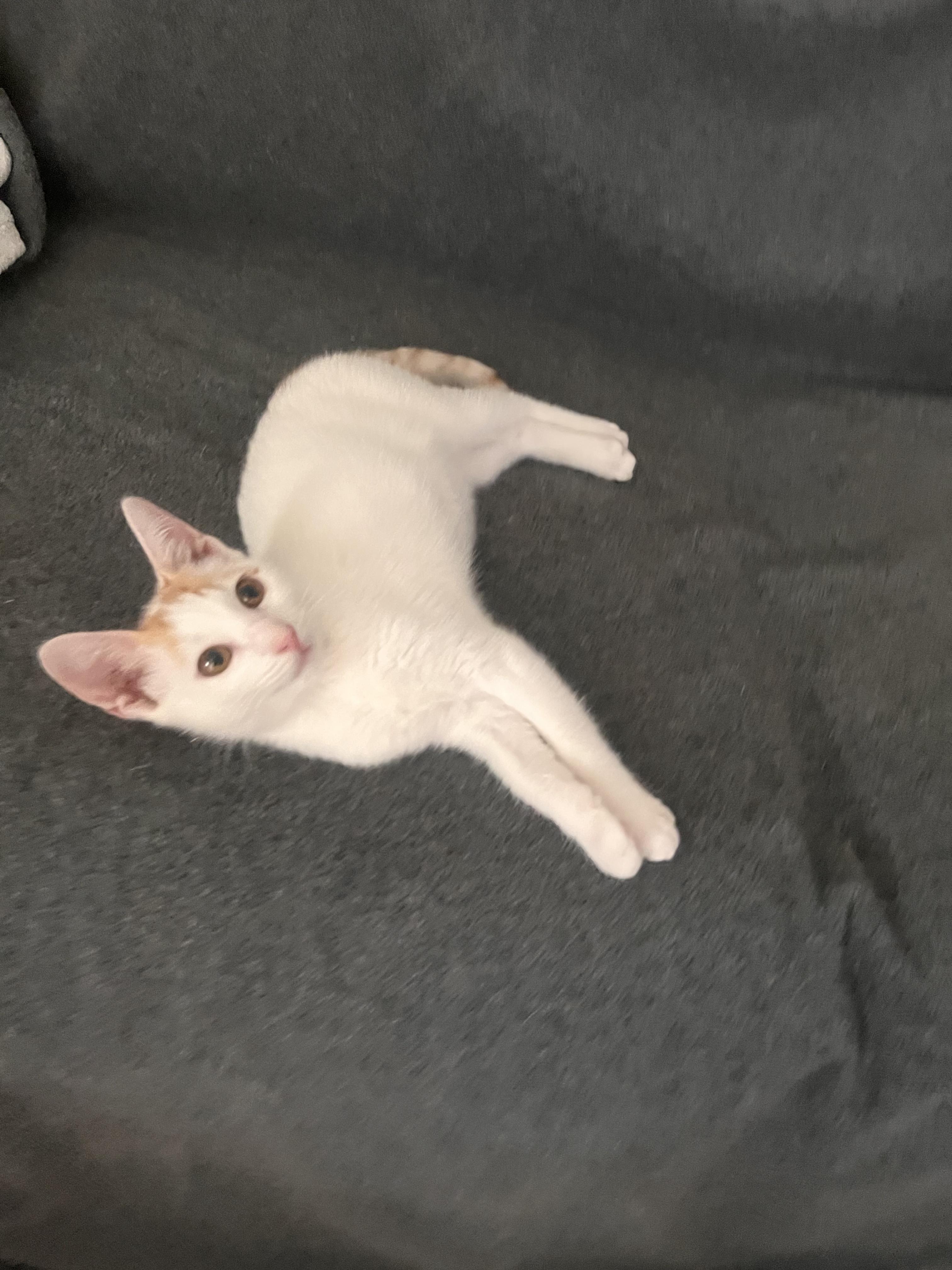 Suzette Poly And Orange