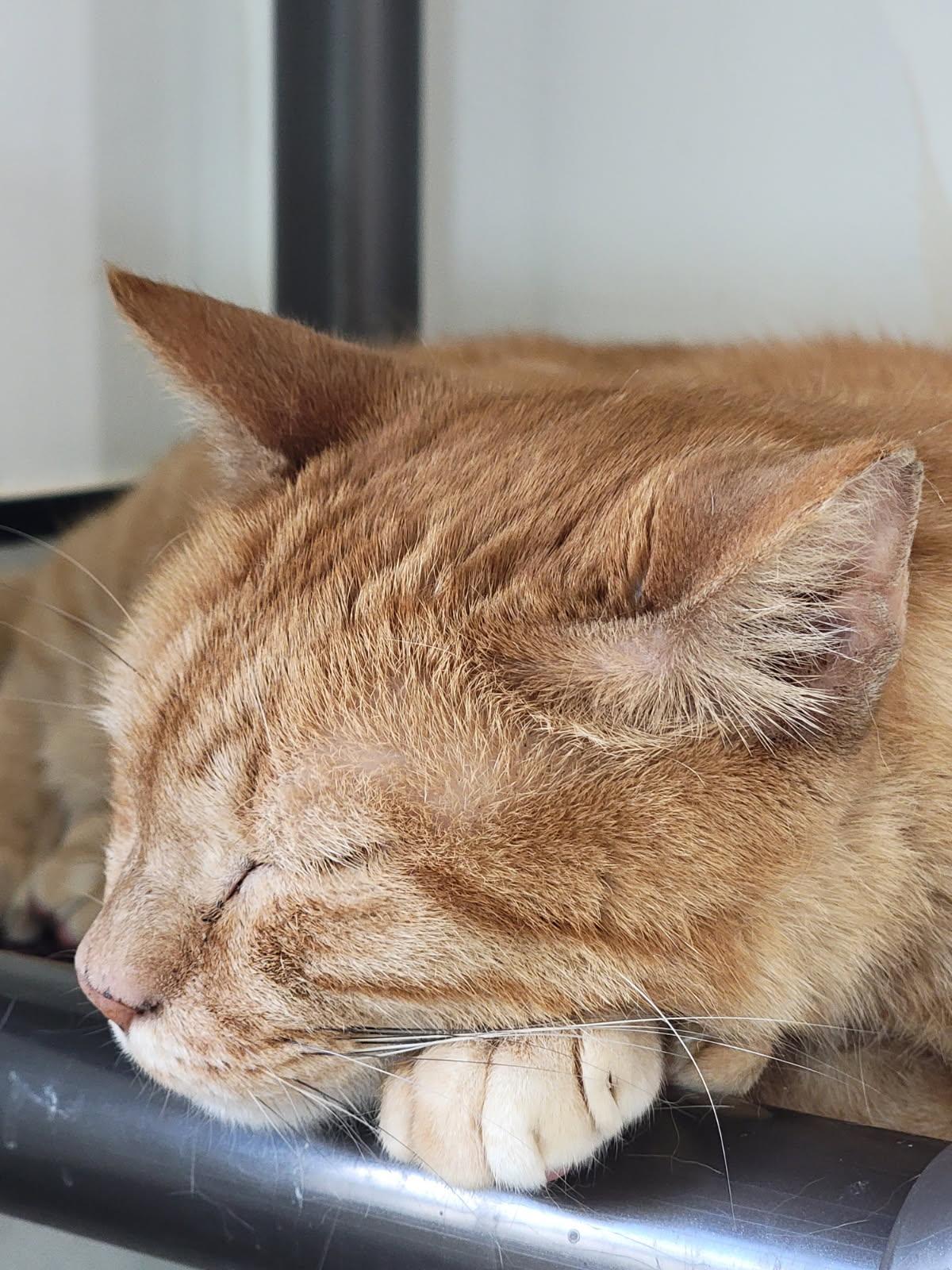 Luciano Pavarotti Bonded With