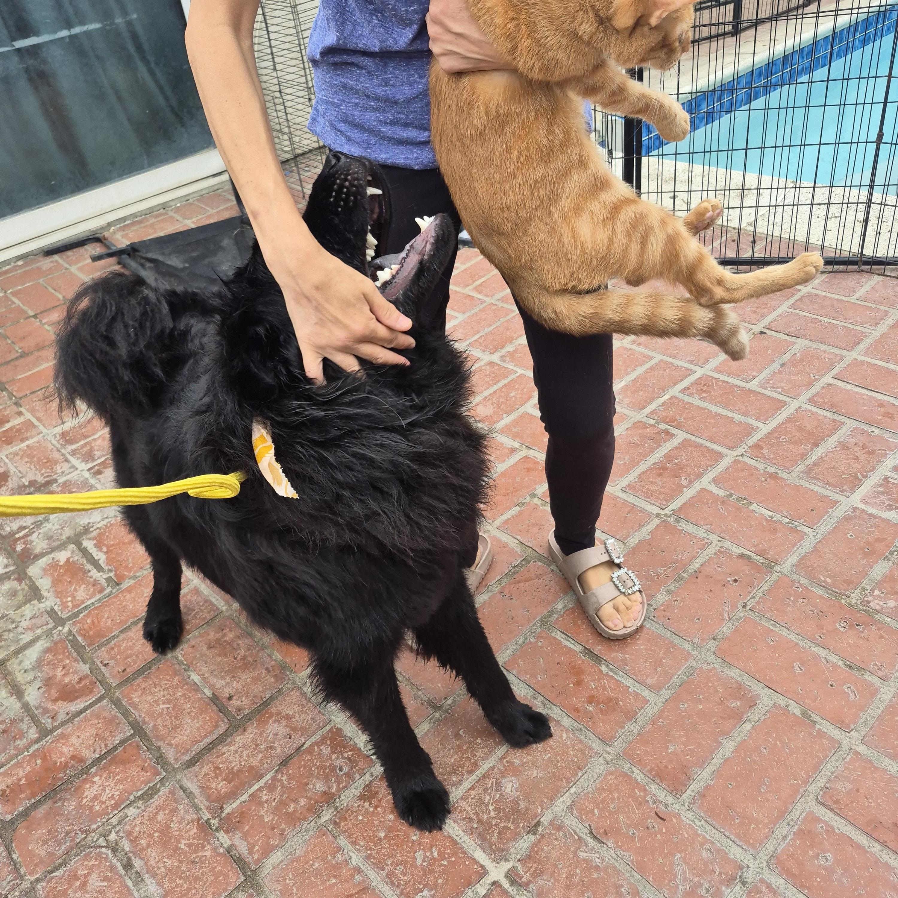 Charlie Chowchow Choochoo!!