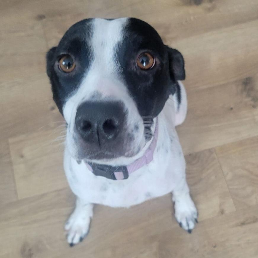 An adult medium-sized female White / Cream Pointer dog named Dottie for adoption in Alexandria, VA