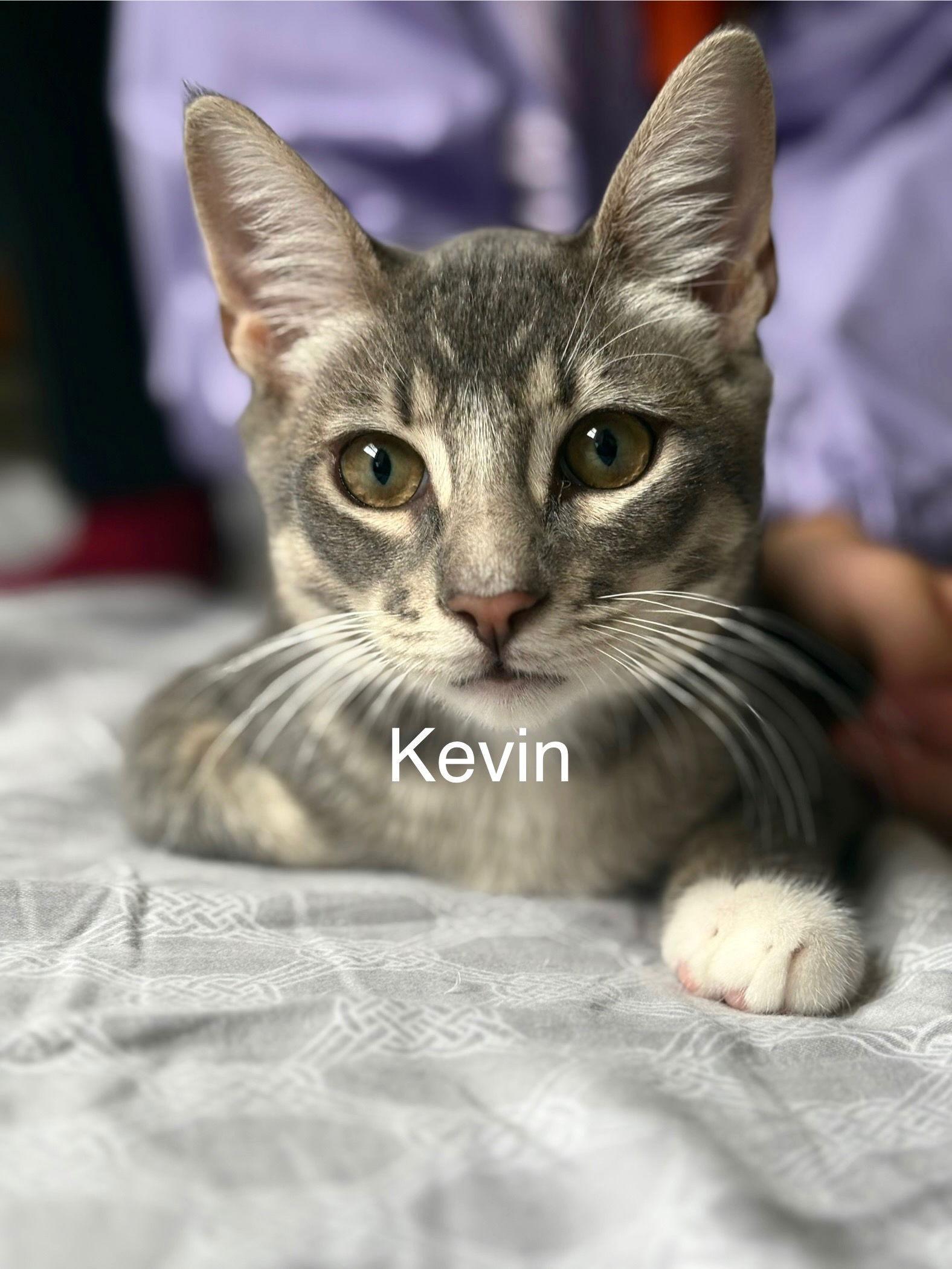 Kevin