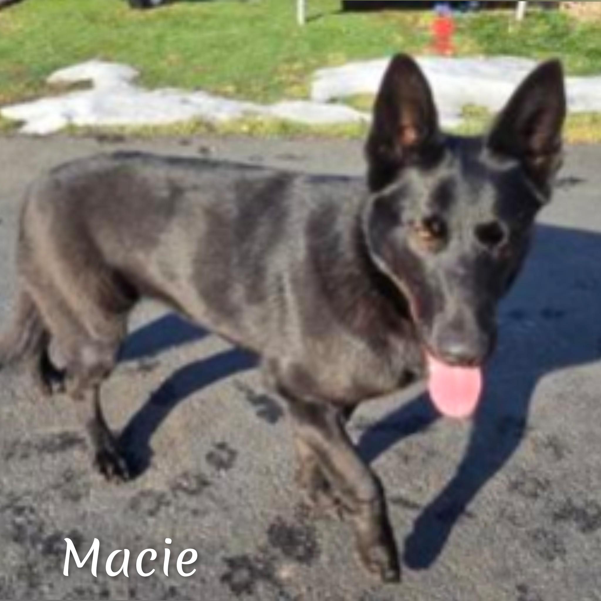 Macie