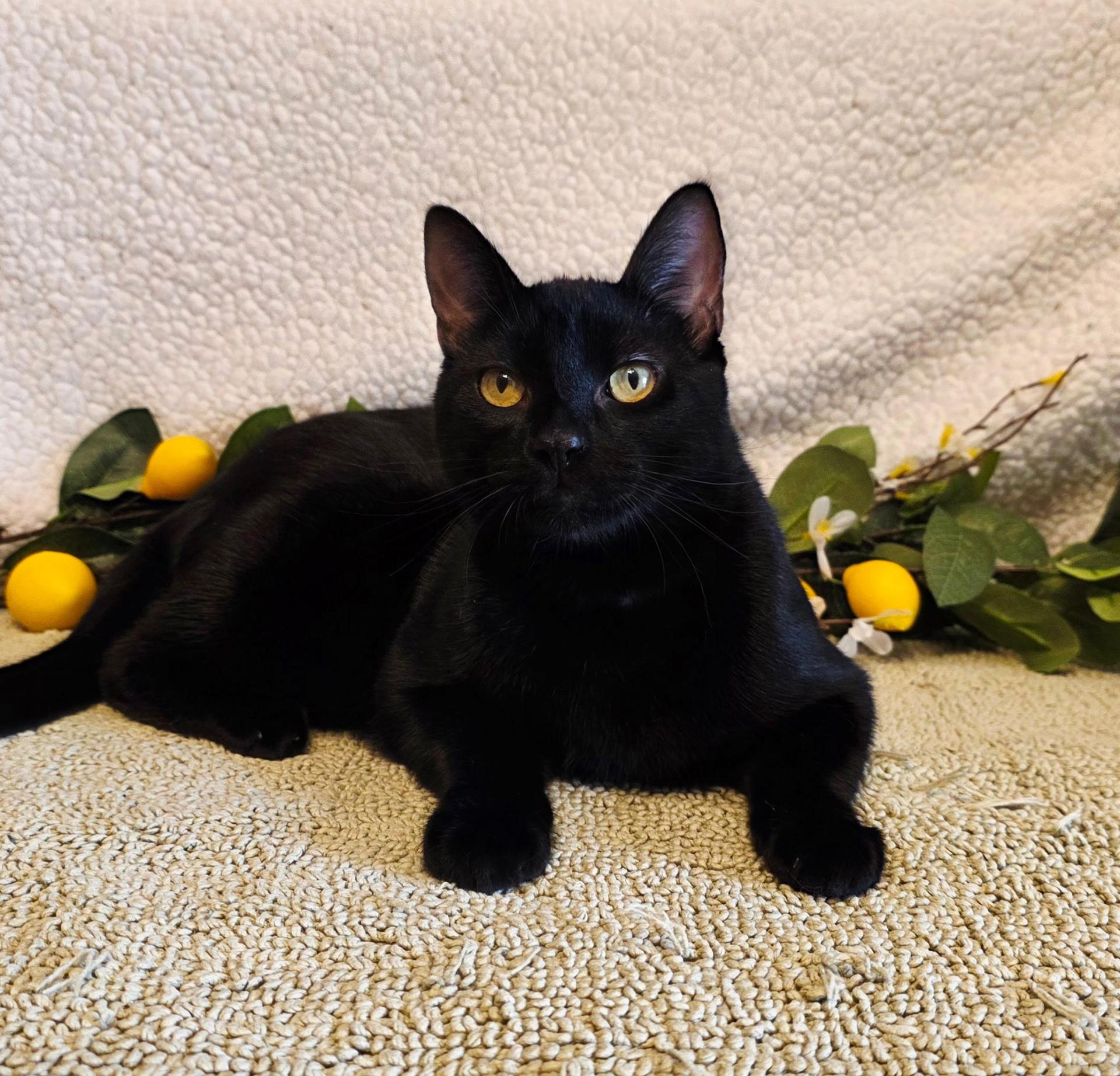 A baby small-sized male Black Domestic Short Hair cat named Espinoza for adoption in Ocean Springs, MS