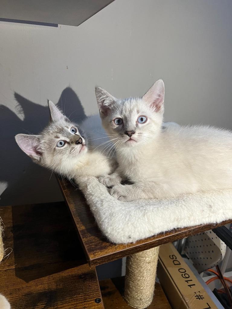 A baby medium-sized male Domestic Short Hair cat named Saffronno Longer Accepting Apps for adoption in Minneapolis, MN
