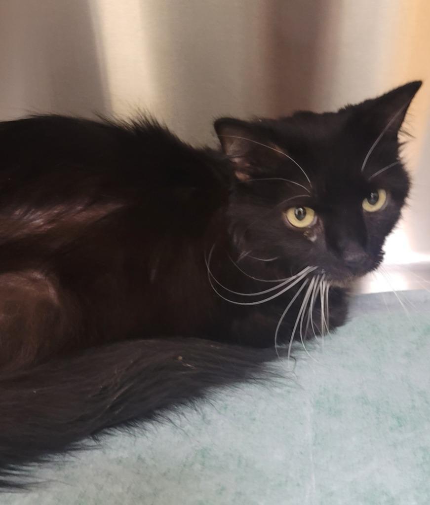 An adult medium-sized female Domestic Short Hair cat named Gracie for adoption in Christiansburg, VA