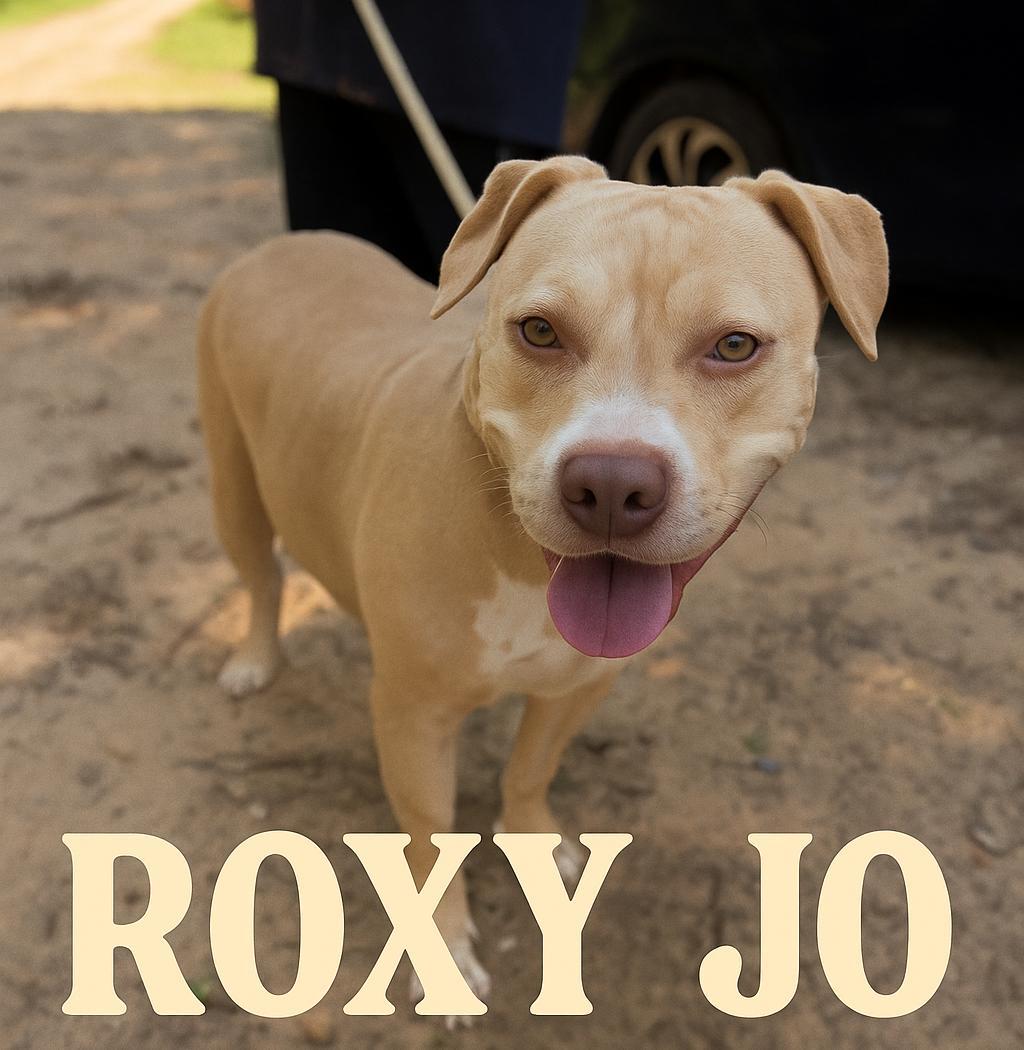 An adult large-sized female Pit Bull Terrier dog named Roxy Jo for adoption in Fosters, AL
