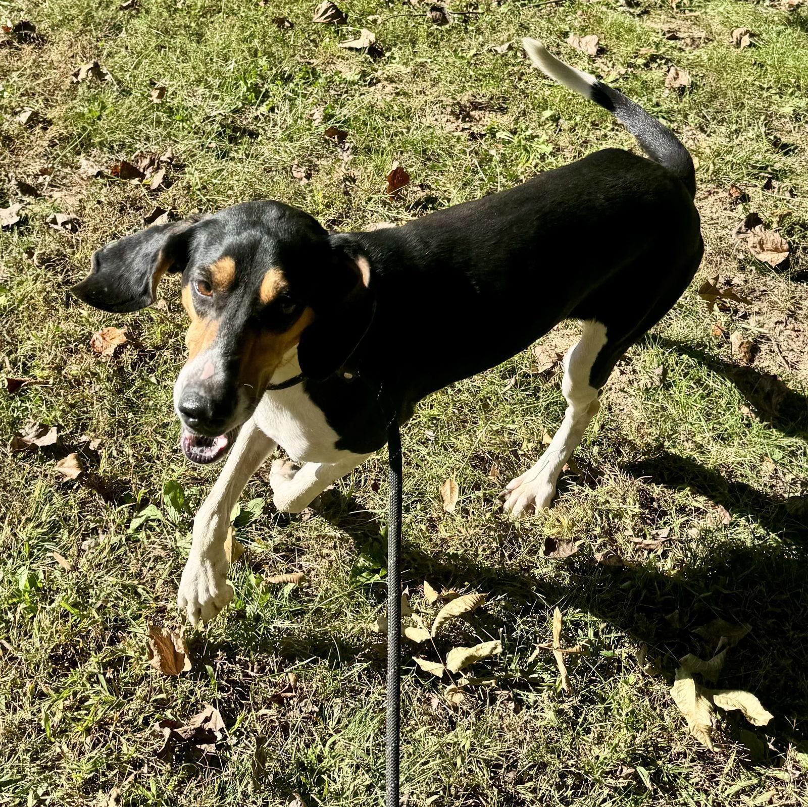 A young large-sized female Coonhound dog named Fern for adoption in Sparta, TN