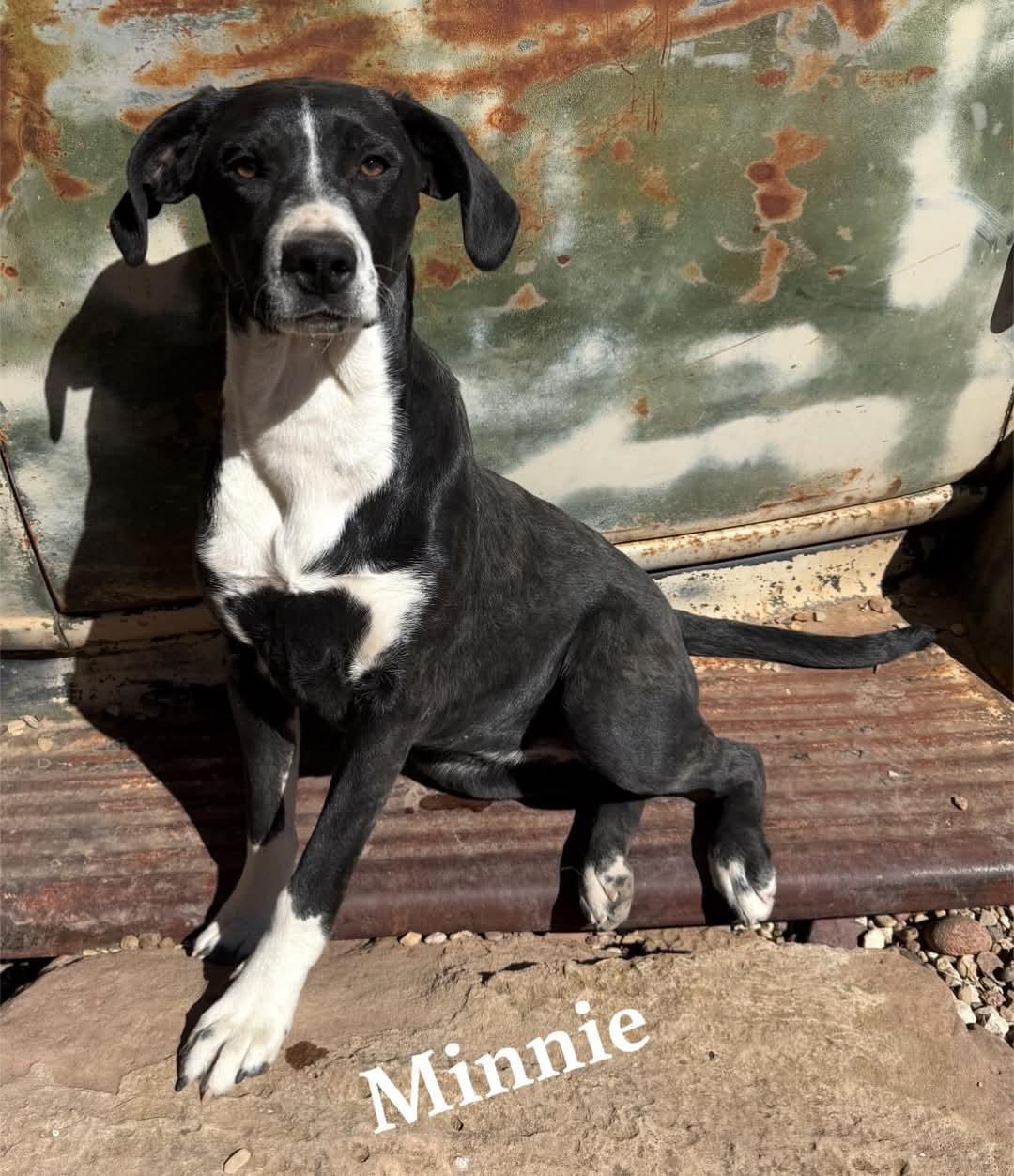 A young medium-sized female Black Mixed Breed dog named Minnie for adoption in Canyon, TX