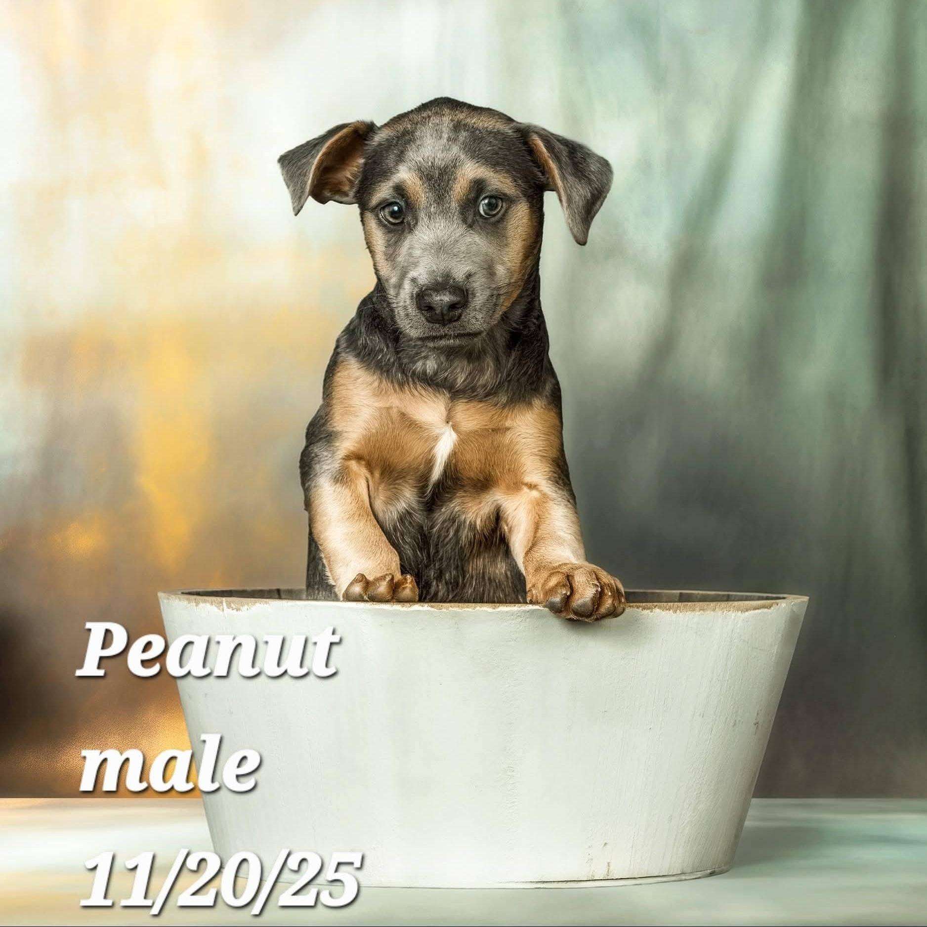 Peanut