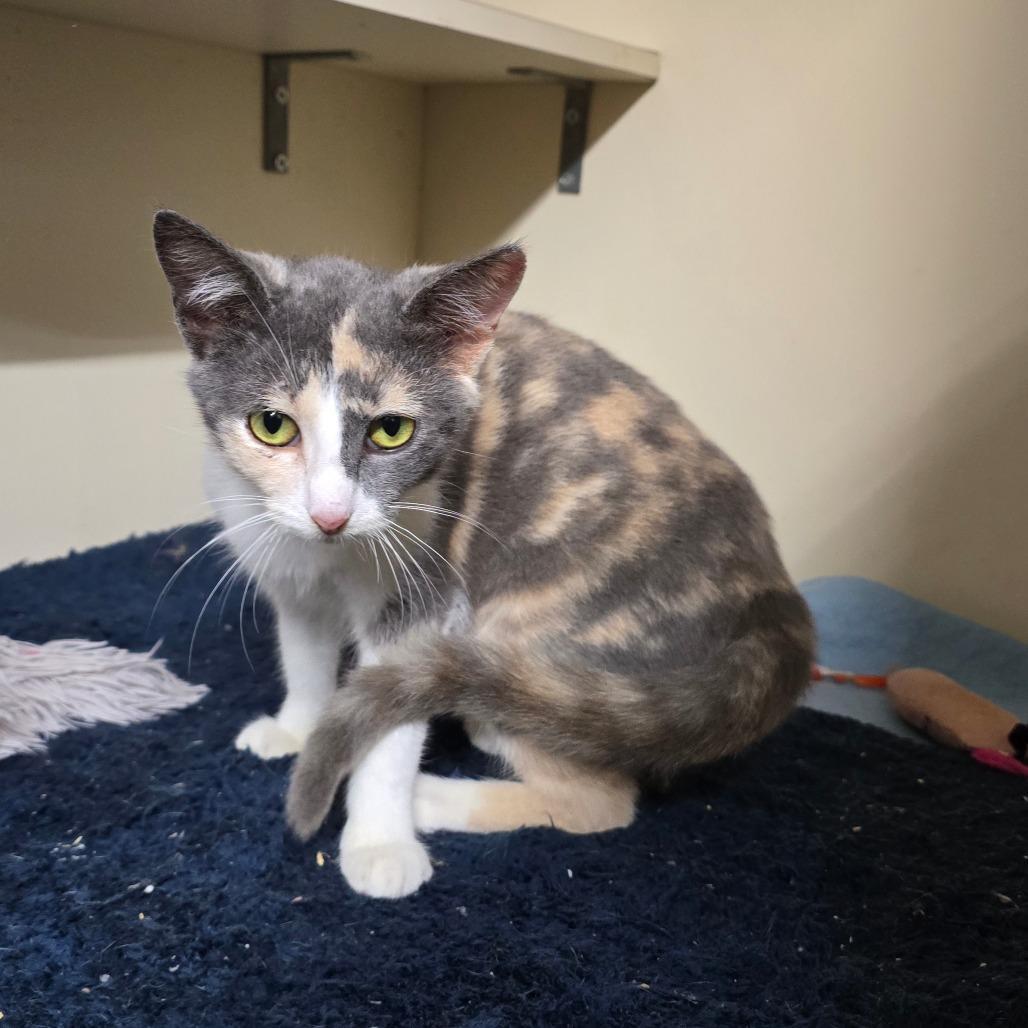 Sandy Cheeks photo 1