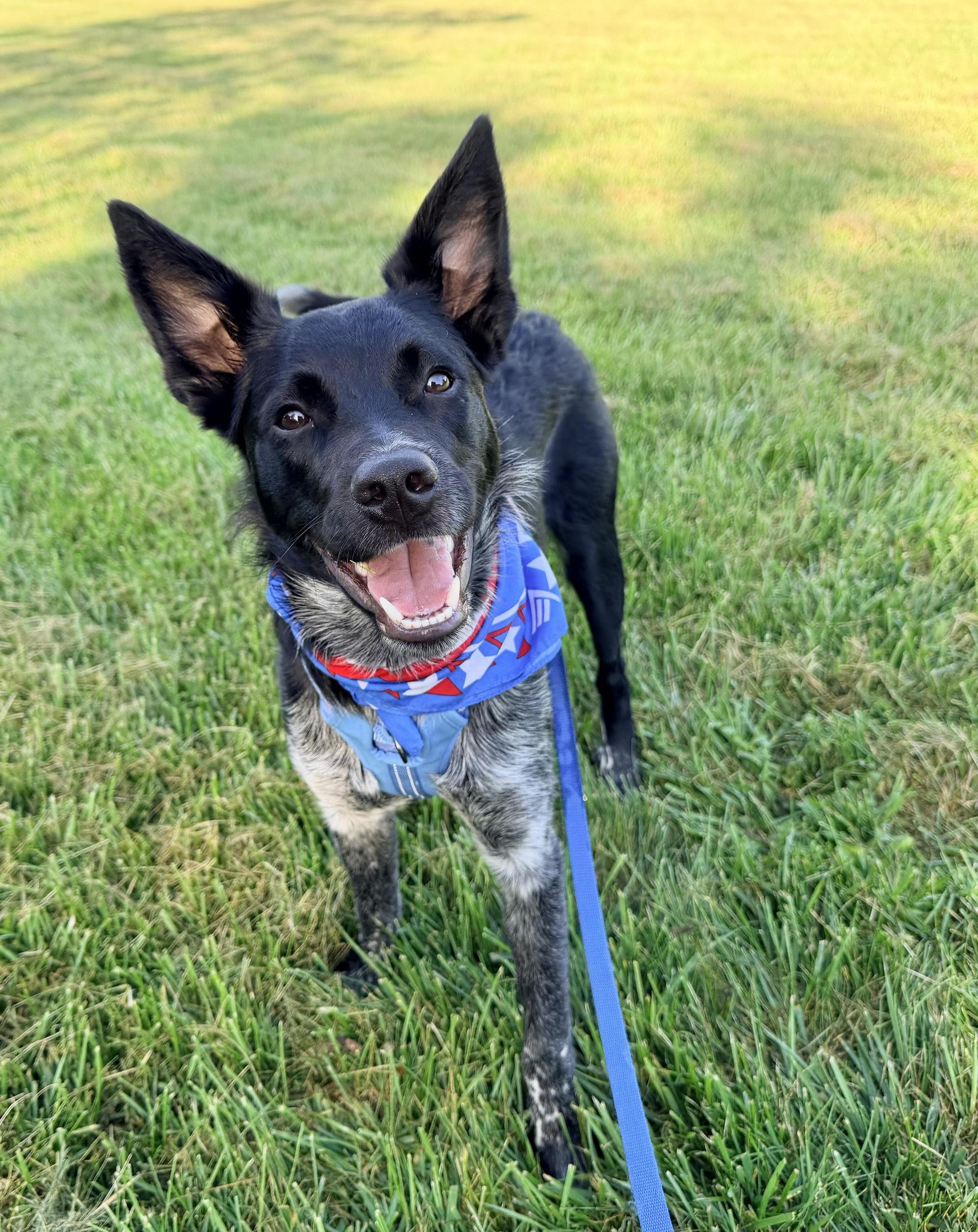 A young medium-sized male White / Cream Australian Shepherd dog named Jasper for adoption in Union Grove, WI