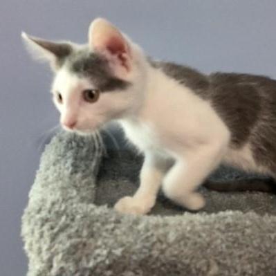 A baby medium-sized male Gray & White Domestic Short Hair cat named Jere for adoption in Rossville, TN