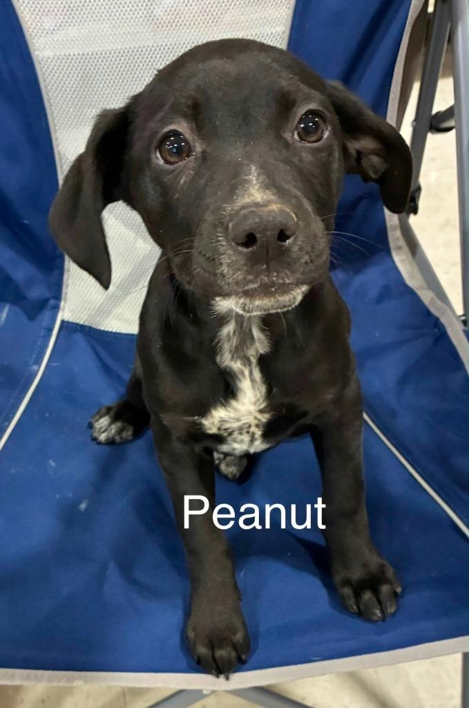 Peanut