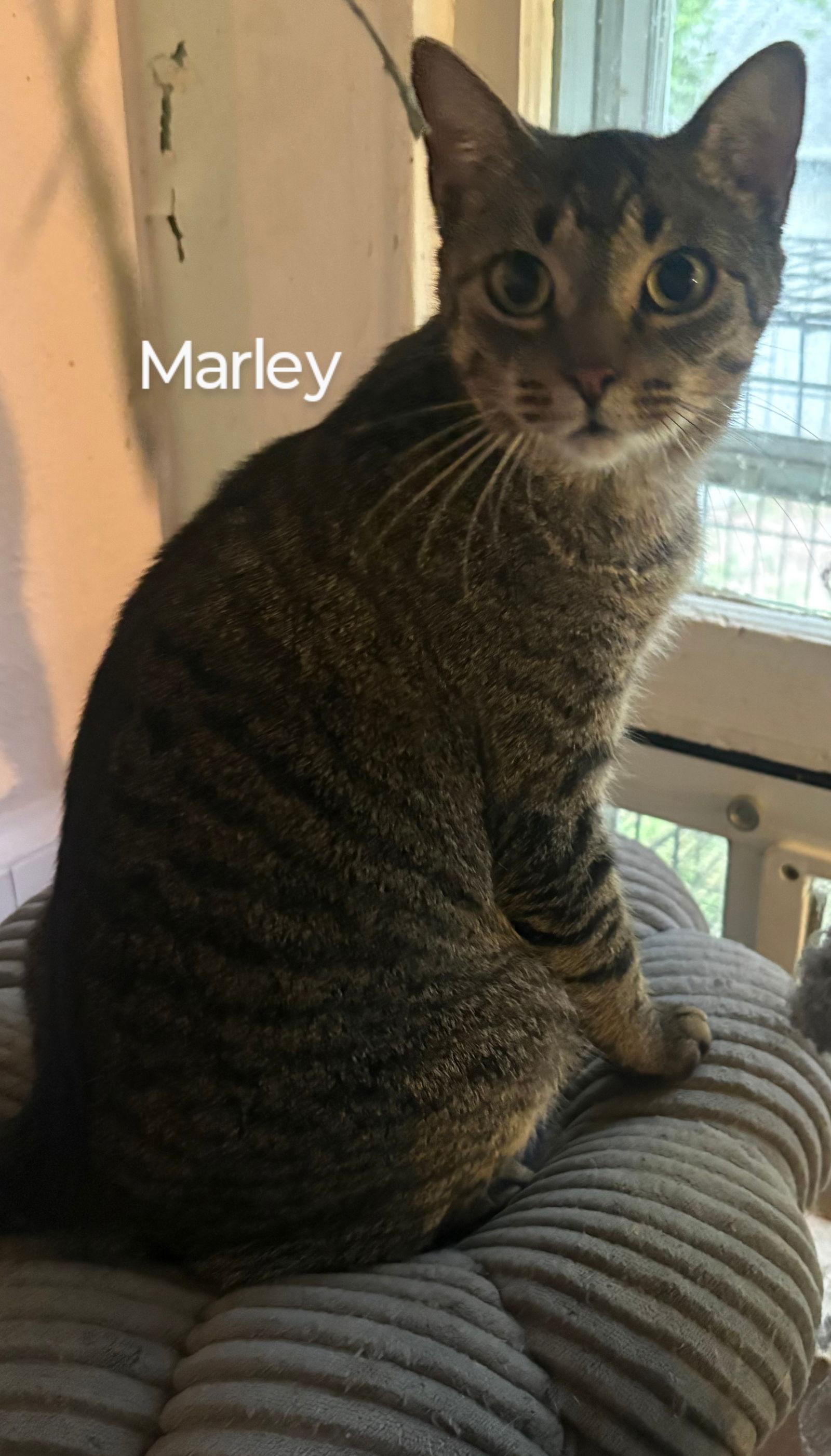 Marley