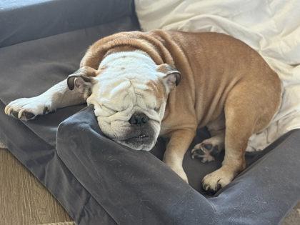 A senior medium-sized male Red / Chestnut / Orange English Bulldog dog named Poh Bear for adoption in Bonney Lake, WA