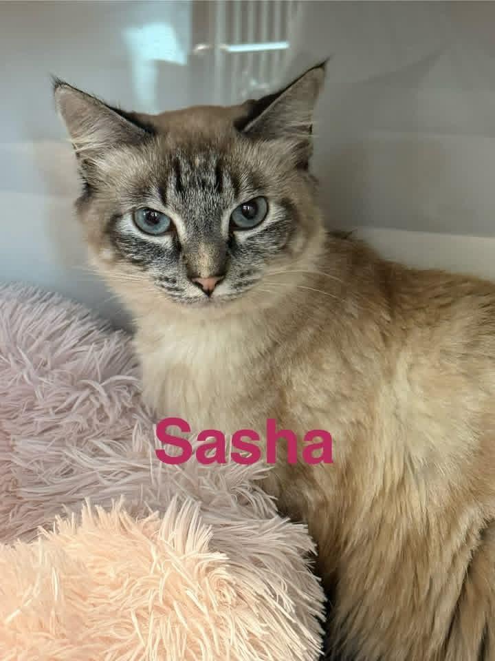 Sasha