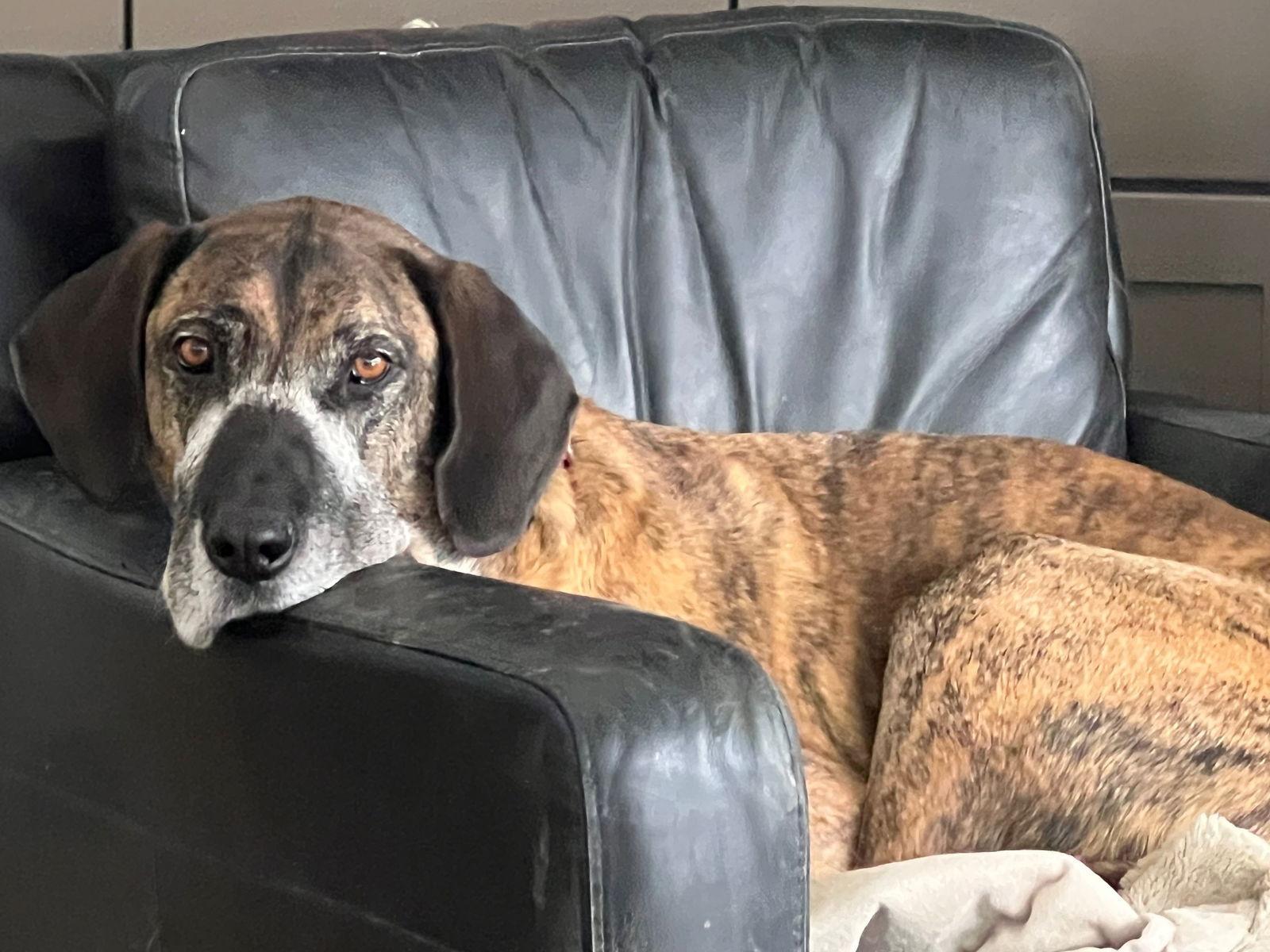 An adult extra large-sized male Great Dane dog named D Litterdenali for adoption in Livonia, MI