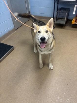 A young large-sized male Mixed Breed dog named Tooka for adoption in Chamblee, GA