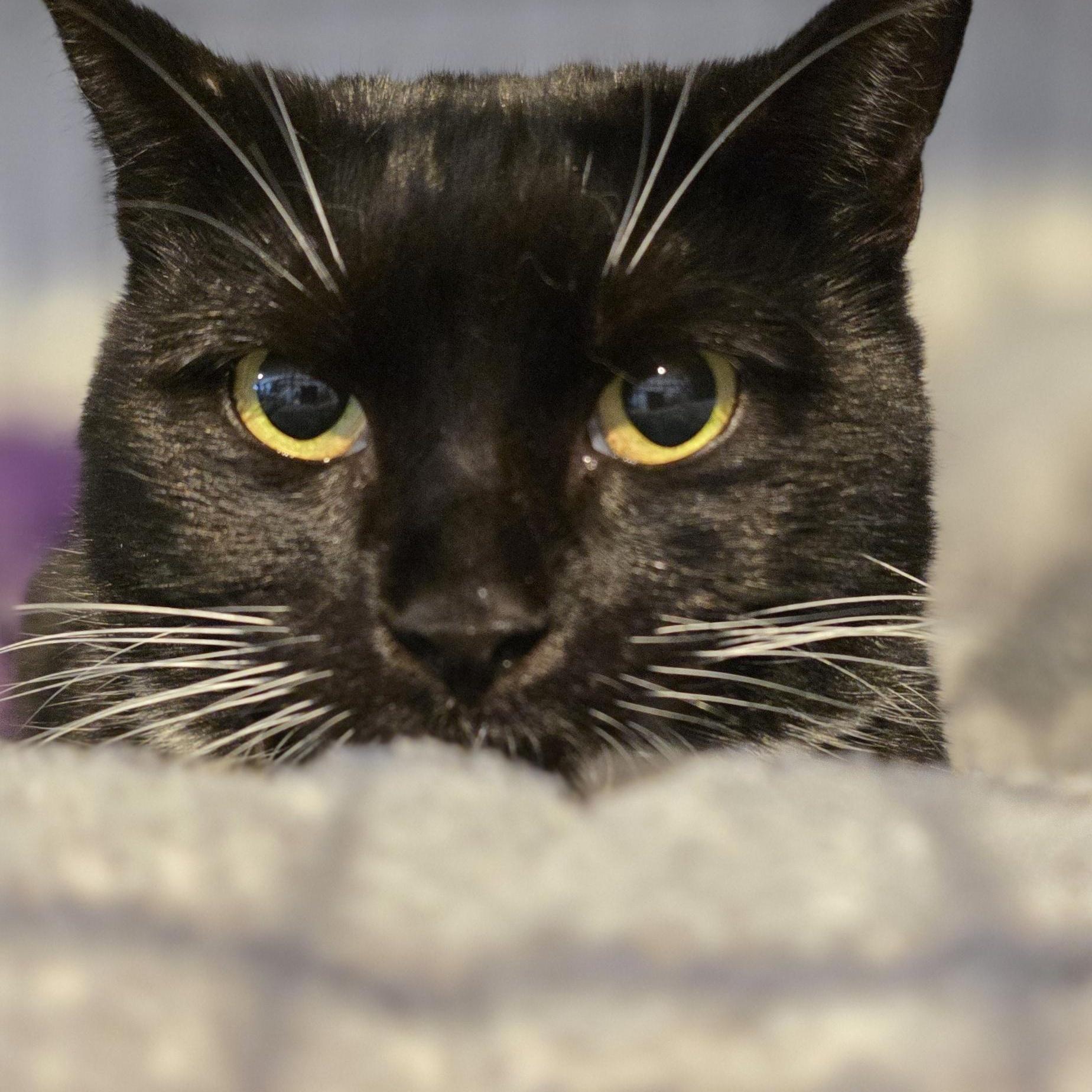 Sienna: A Timeless Beauty!