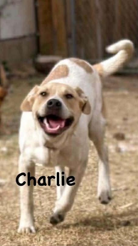 Charlie