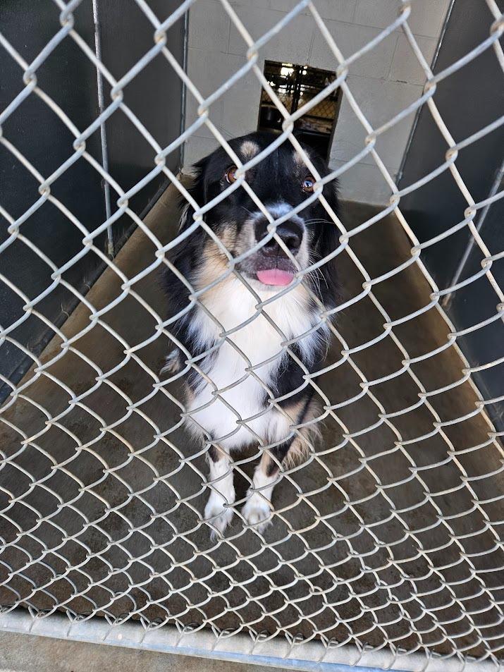 An adult medium-sized female Australian Shepherd dog named Gertie for adoption in Maryville, TN
