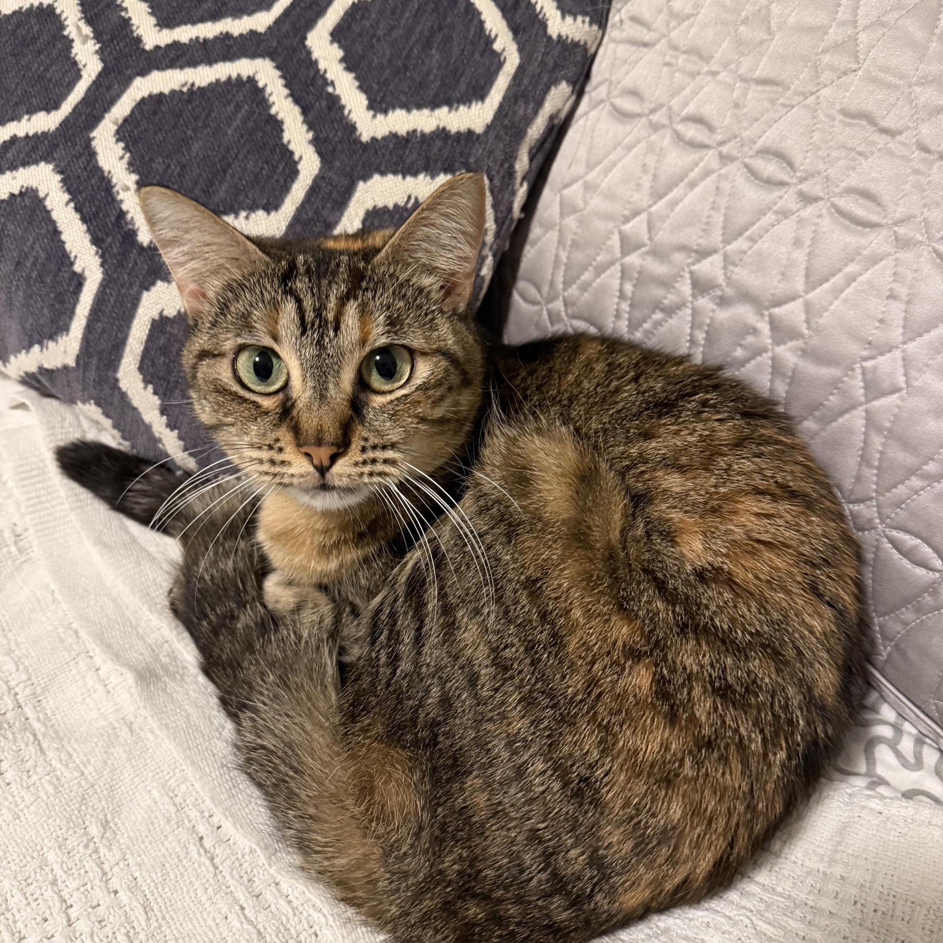 An adult medium-sized female Domestic Short Hair cat named Clara Louise for adoption in Miami, FL