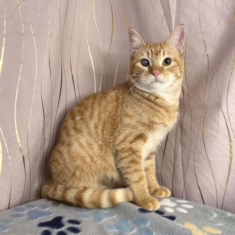A young medium-sized female Orange / Red Domestic Short Hair cat named Butternut for adoption in Long Beach, MS