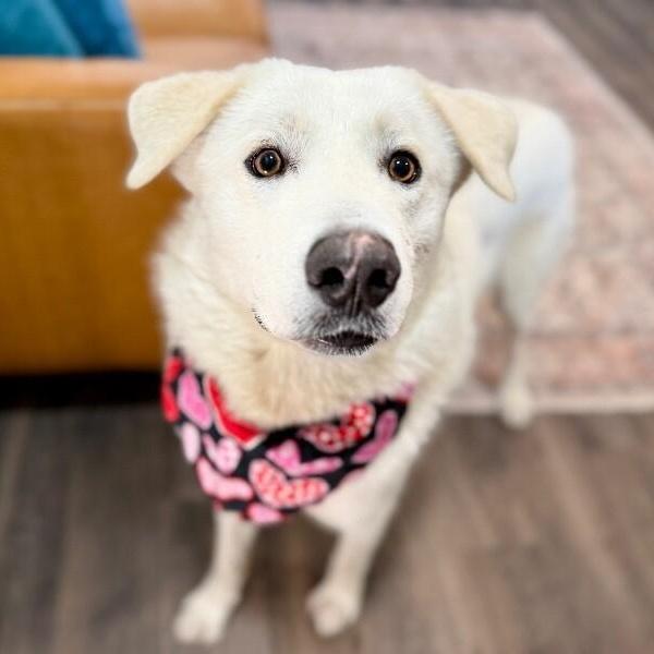 Benny Buster Zero Chaos