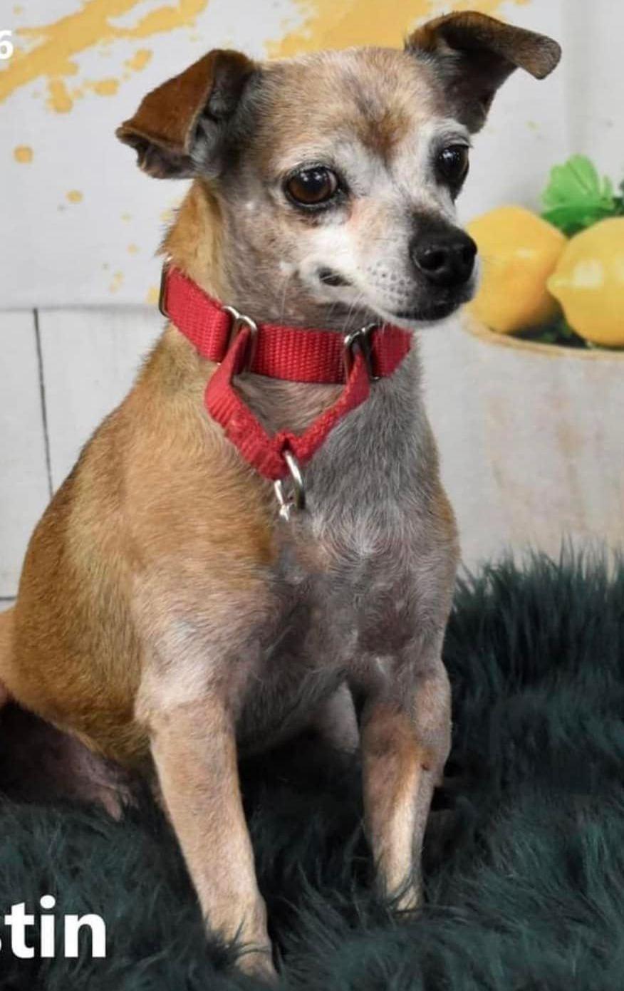 A senior small-sized male Chihuahua dog named Justin for adoption in Phoenix, AZ