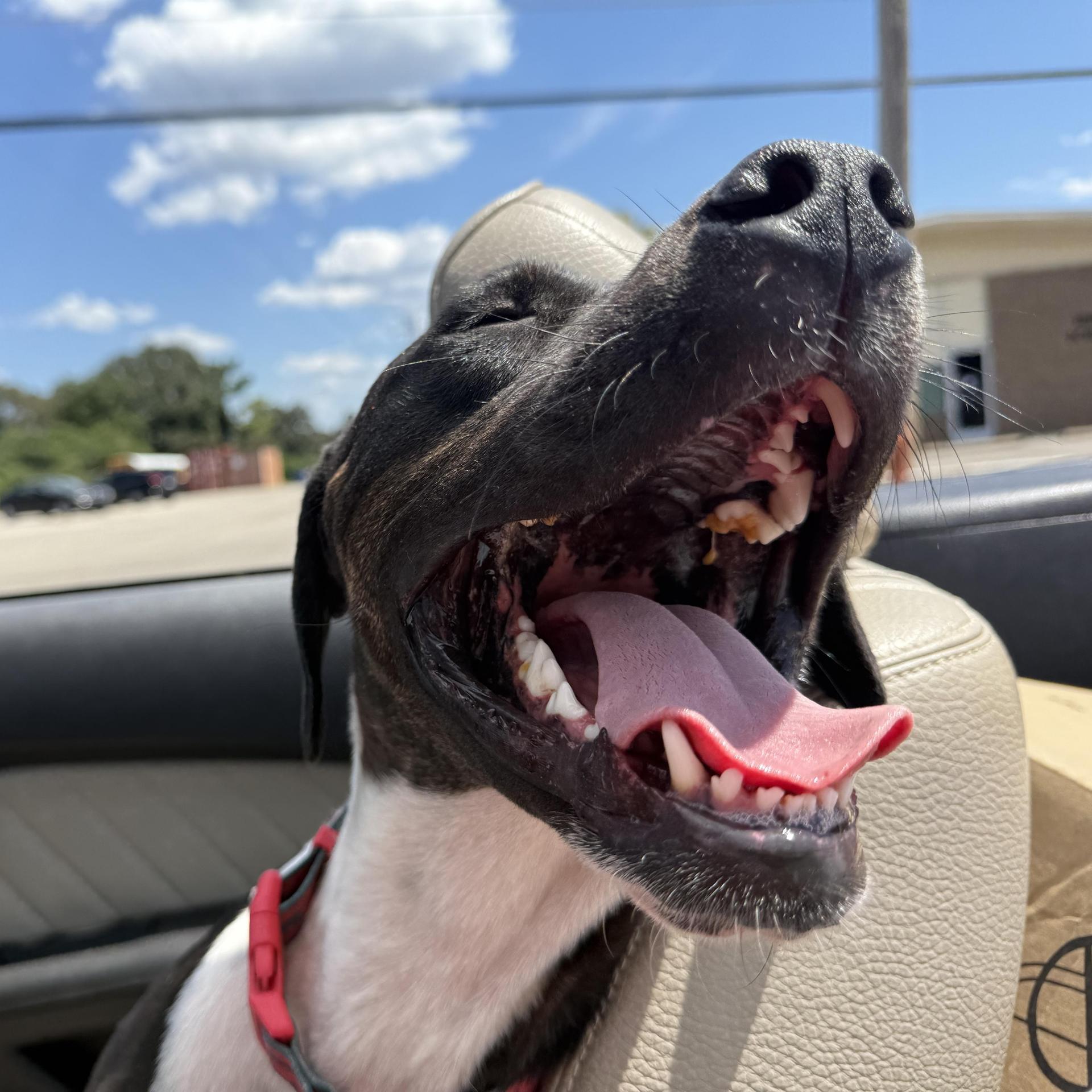 A young medium-sized male Harlequin American Staffordshire Terrier dog named Lopez for adoption in Holly Springs, MS