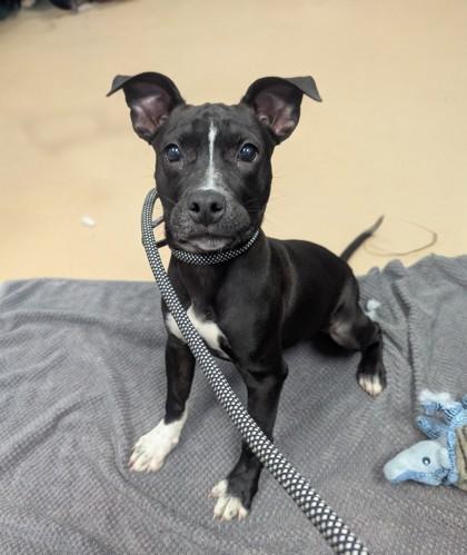 A baby small-sized female Mixed Breed dog named Diva for adoption in Chamblee, GA