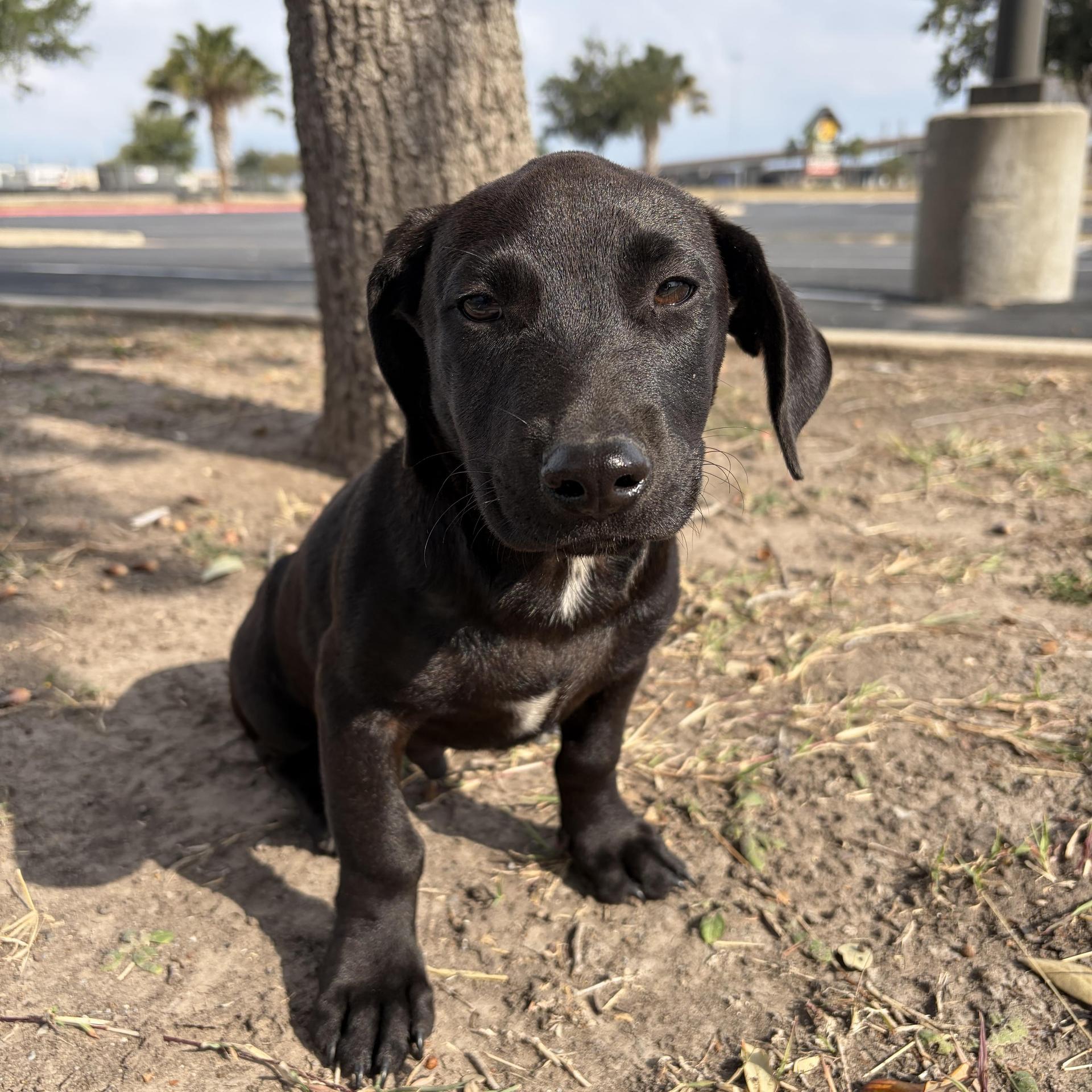A baby large-sized male Labrador Retriever dog named Licorice for adoption in Harlingen, TX
