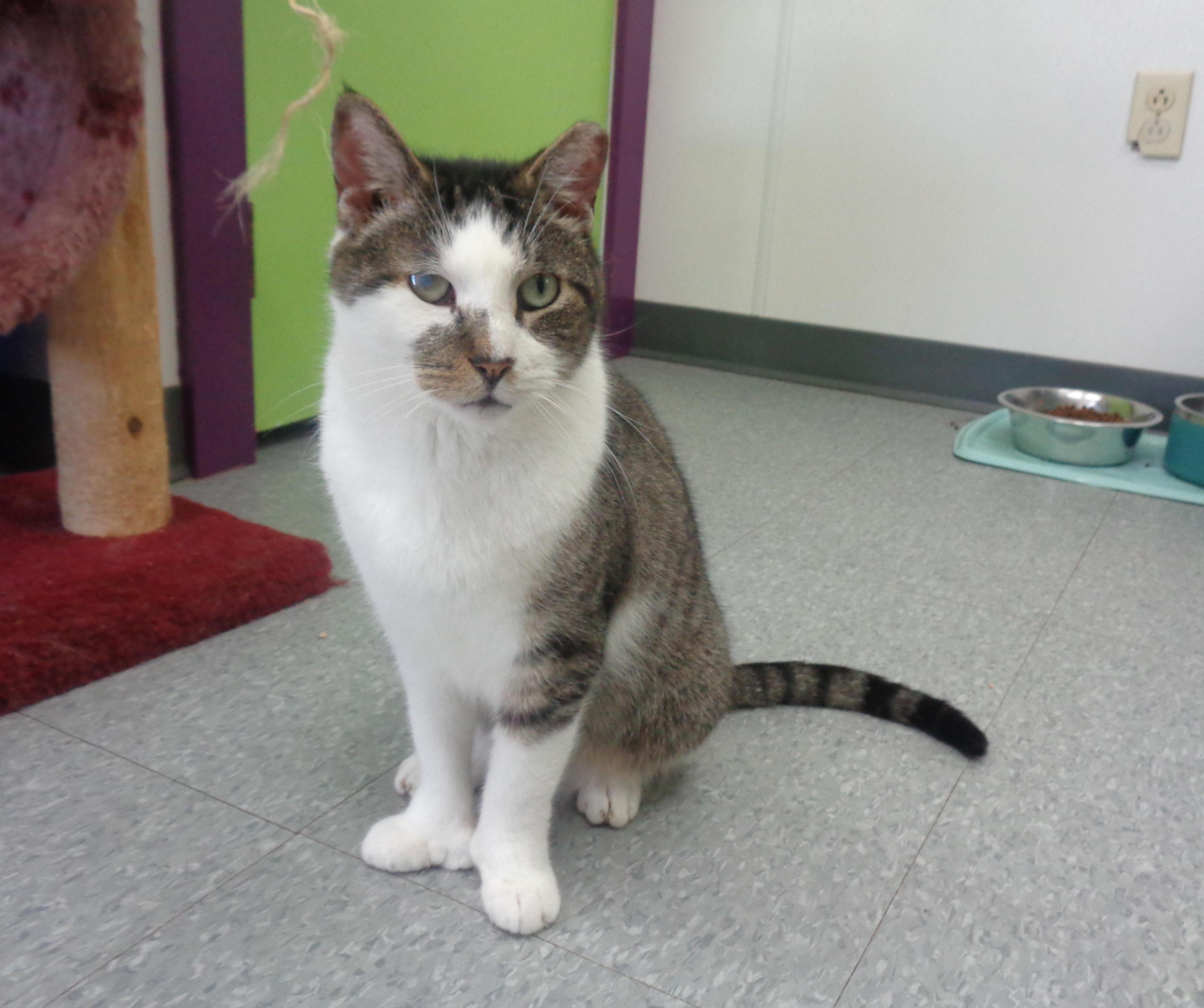 Illinois Extra Toes!