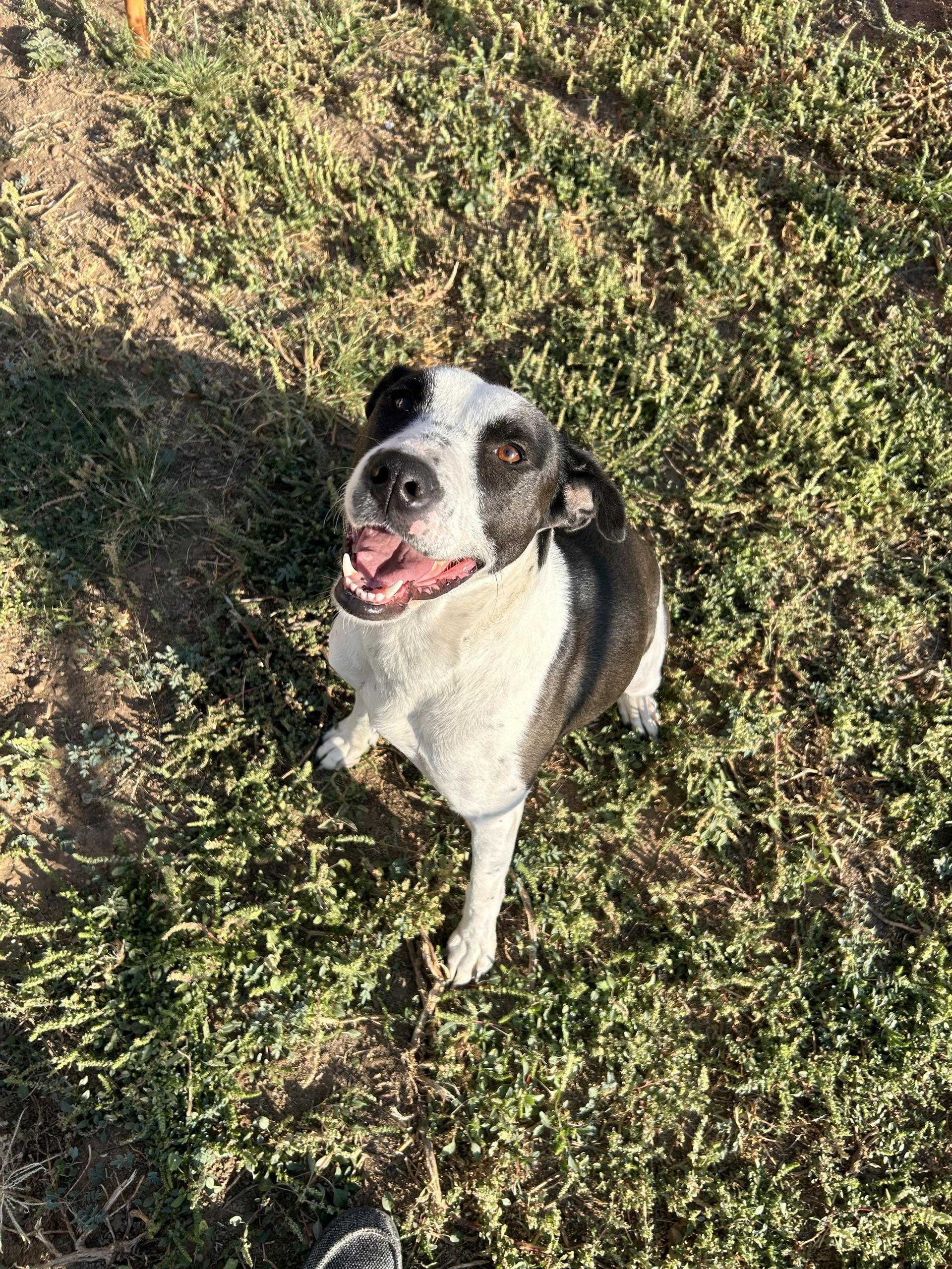 An adult medium-sized female Black Pointer dog named Cookie for adoption in Canyon, TX