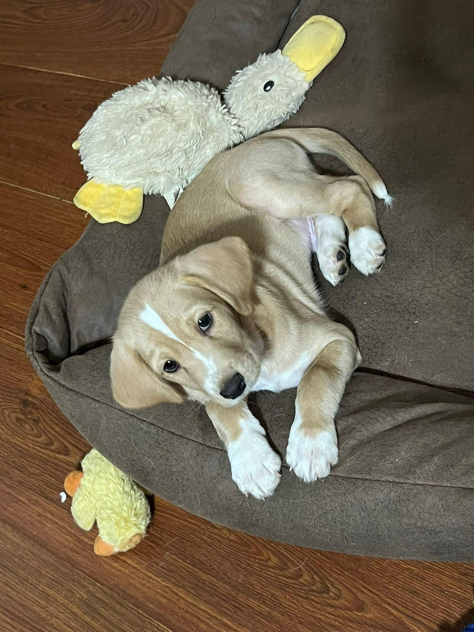 Bruno The Basset Puppy!