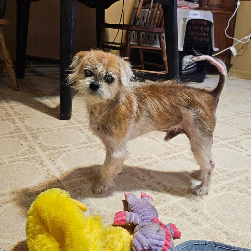 An adult small-sized male Red / Chestnut / Orange Shih Tzu dog named Earl for adoption in Alexandria, VA