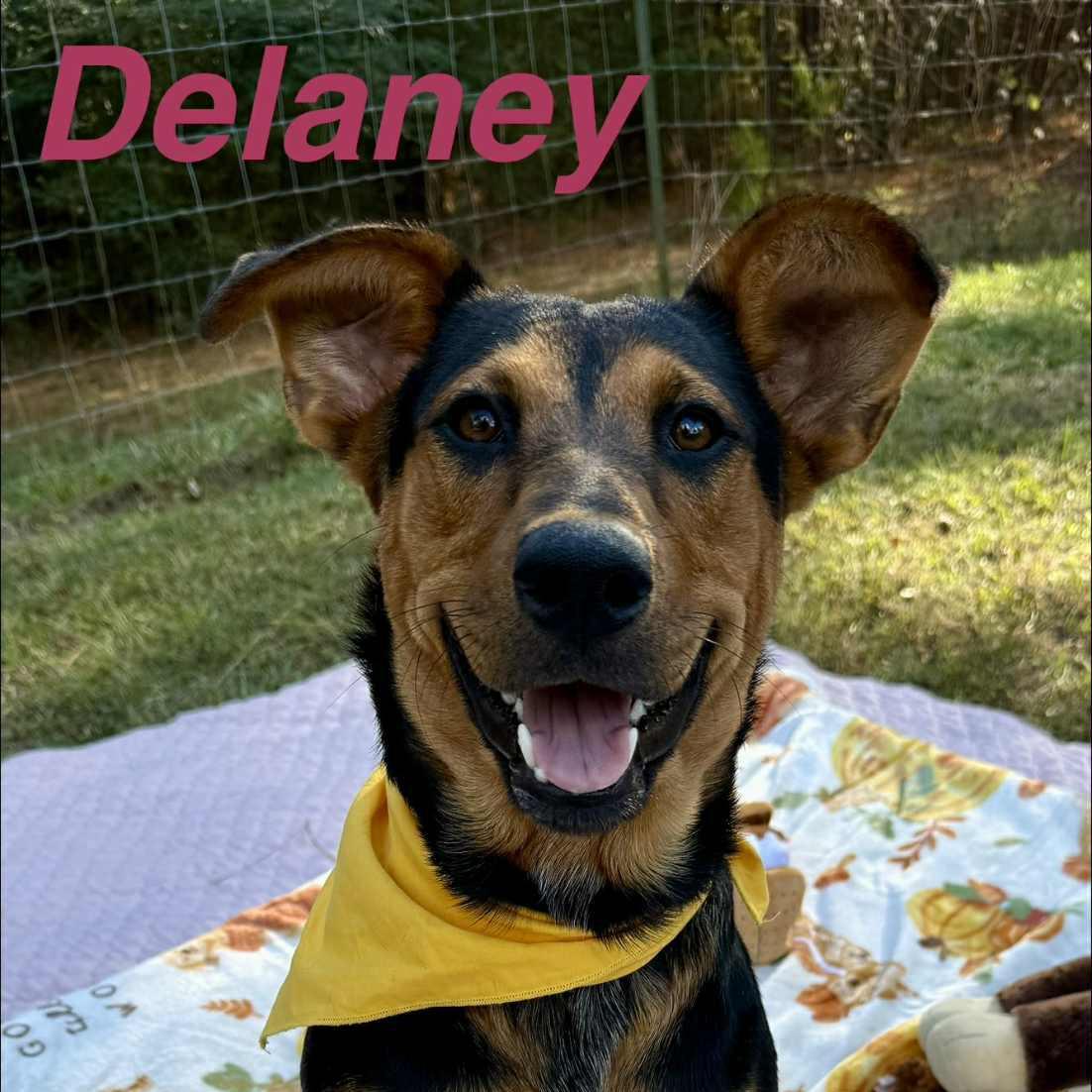 Delaney
