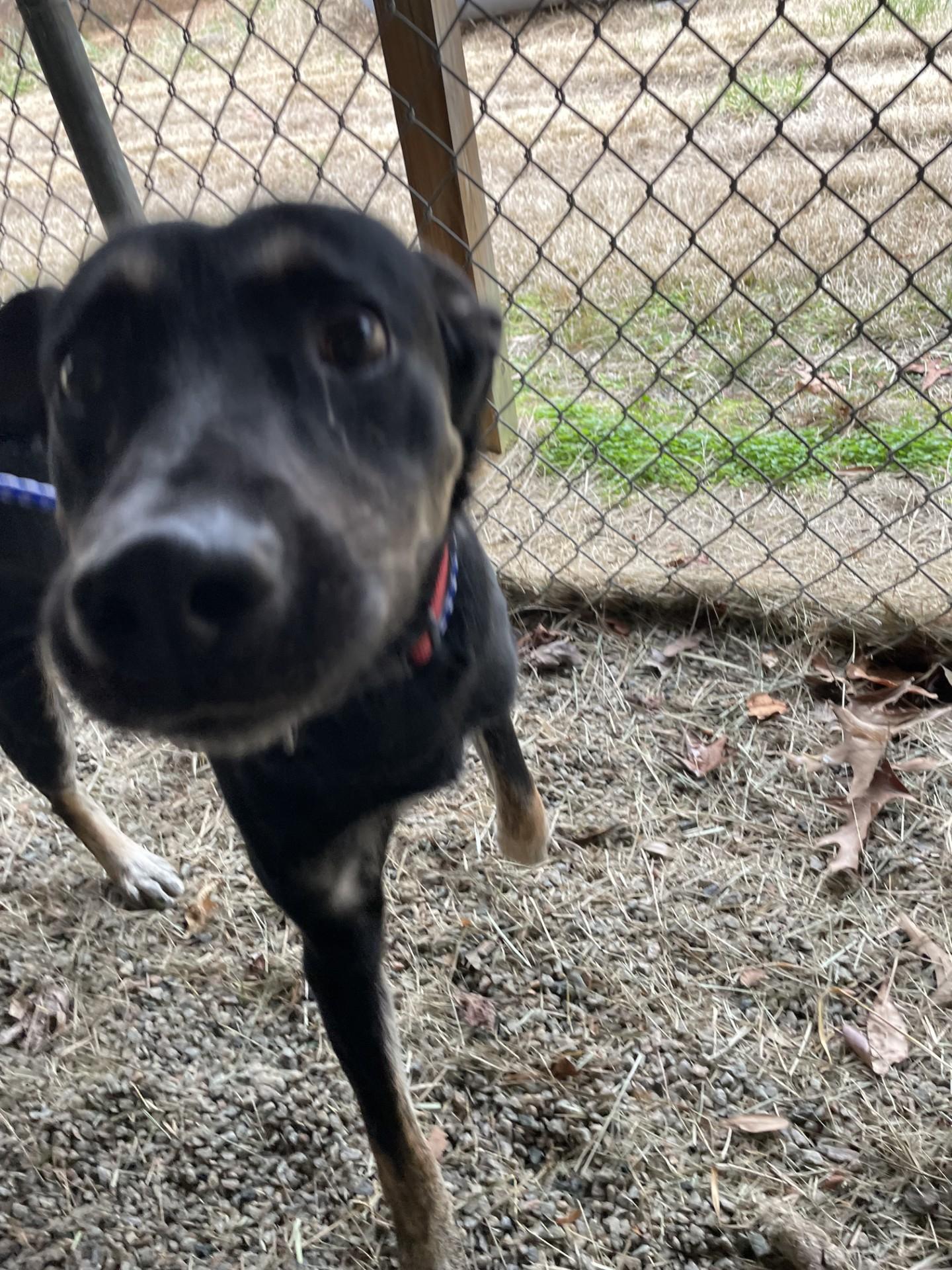 An adult medium-sized male Black Shepherd dog named Dustin for adoption in Rocky Mount, NC