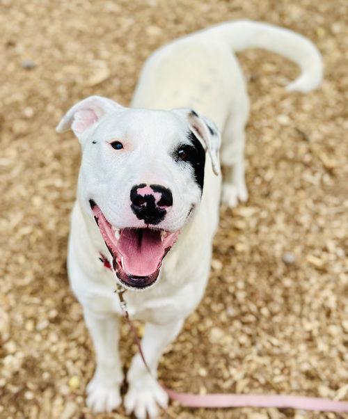 An adult large-sized male Bull Terrier dog named Zimba for adoption in Clarkesville, GA