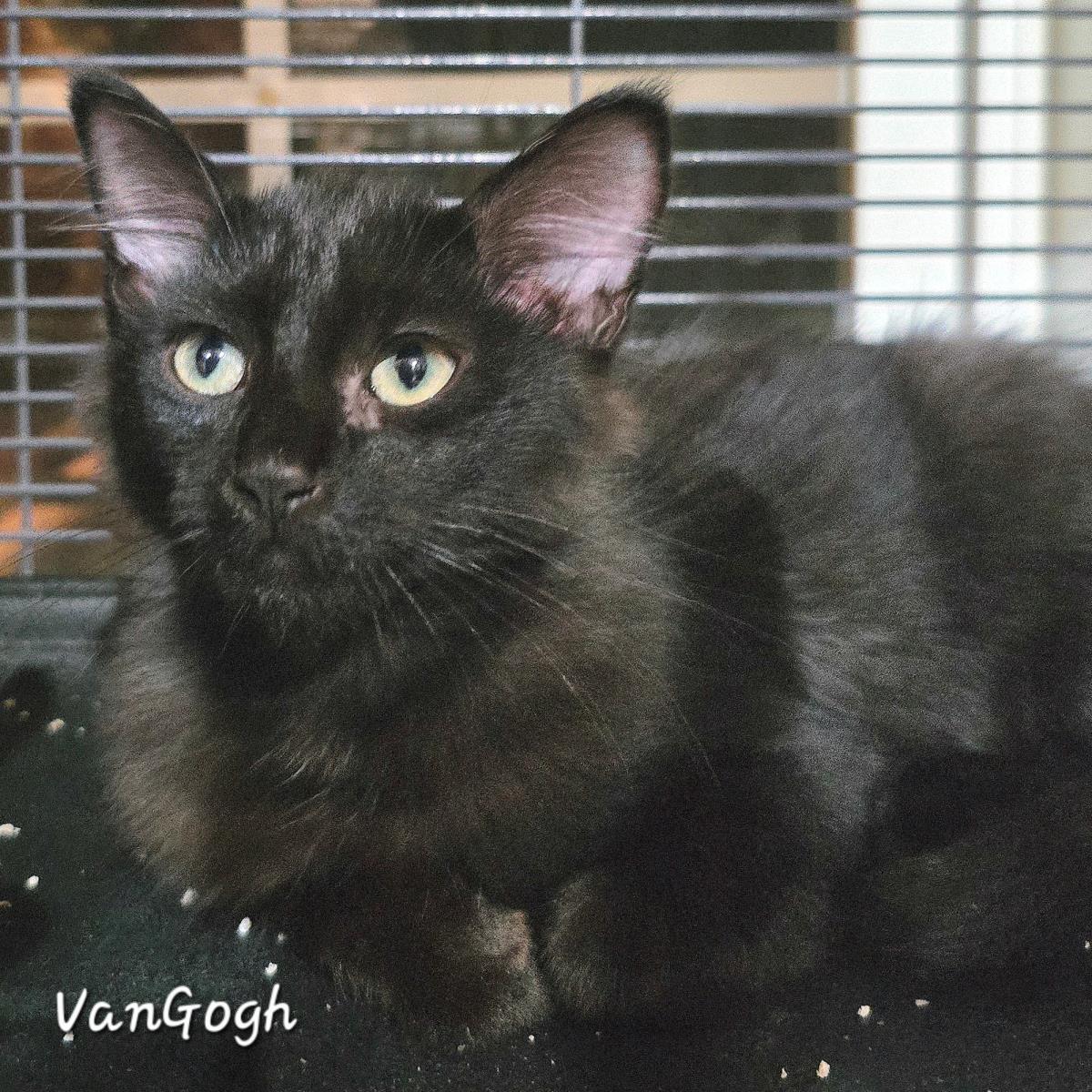 A baby small-sized male Domestic Medium Hair cat named Vangogh for adoption in St. Augustine, FL