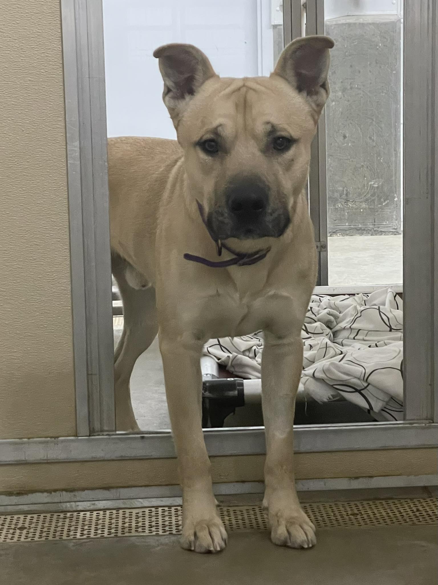An adult large-sized male Pit Bull Terrier dog named Scooby for adoption in Austin, MN