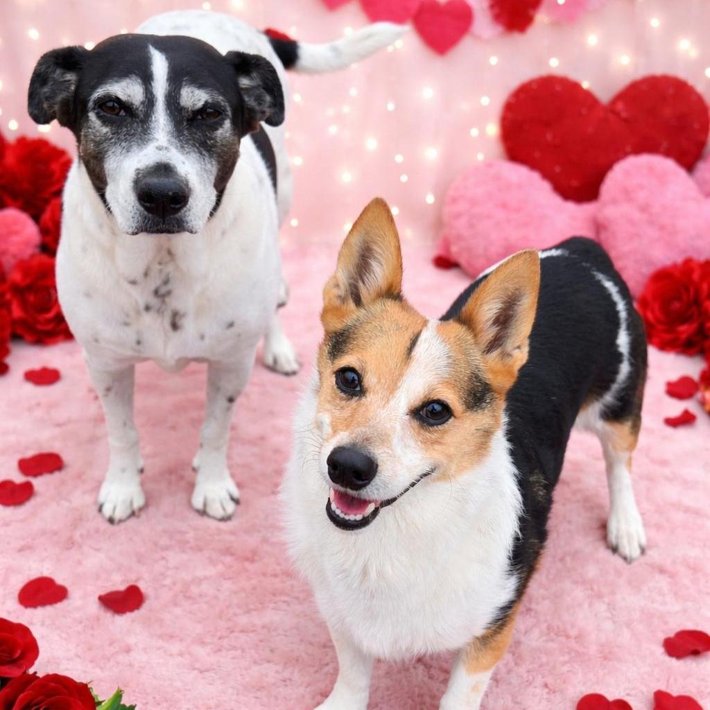 Dixie And Little Girl