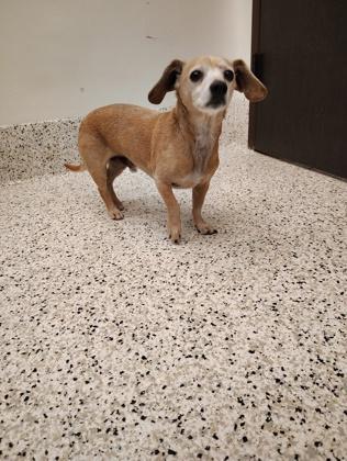 A senior small-sized male Dachshund dog named Jaco for adoption in Atlanta, GA