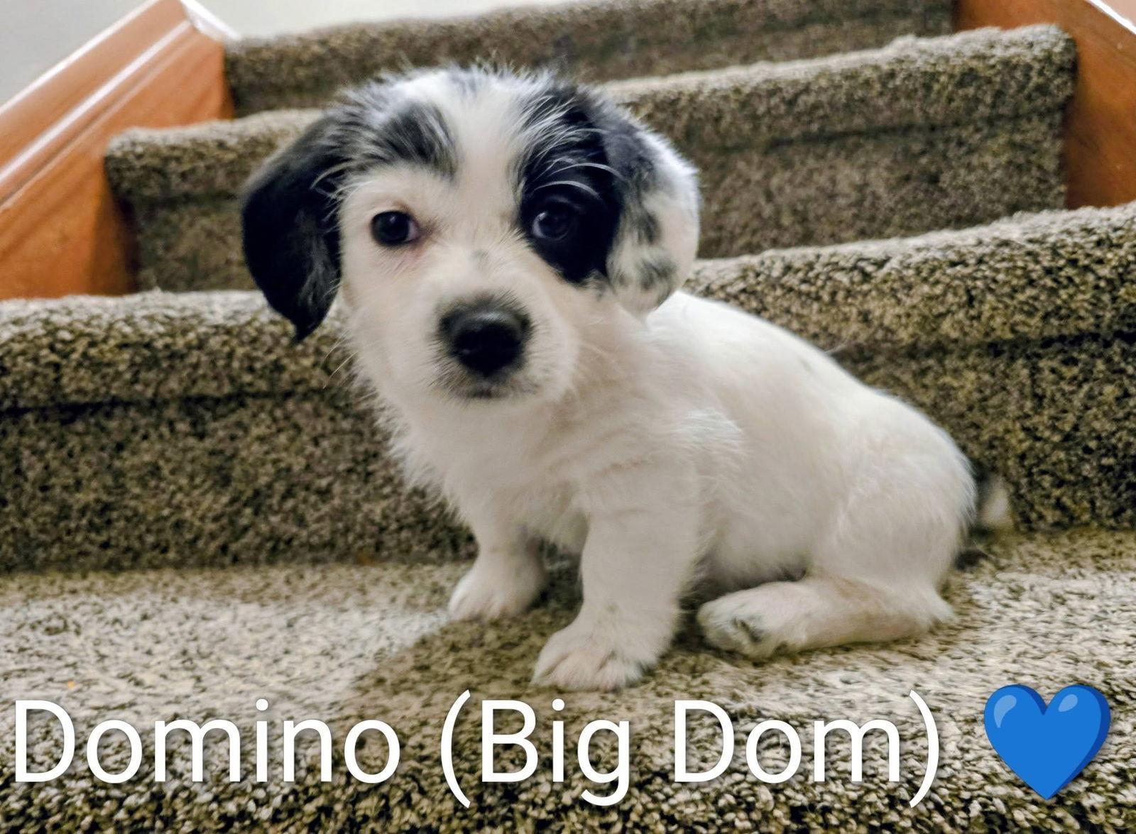 Pippin's Puppies Domino